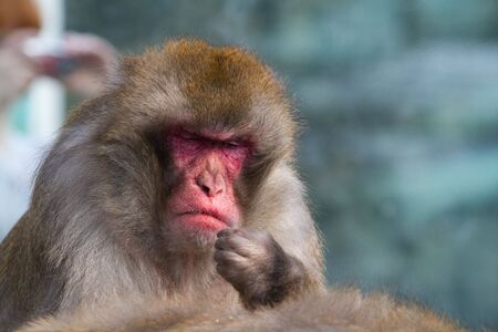Monkey in a zoo. Keeps a hand in the face of. Eats, thinking.の写真素材