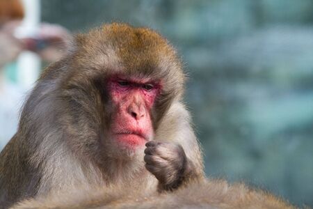 Monkey in a zoo. Keeps a hand in the face of. Eats, thinking.の写真素材