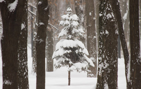 tree in the woods in the middle of snow in winterの写真素材