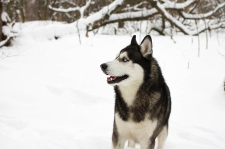 husky snow winter beautiful proud animal wild dog wolfの写真素材