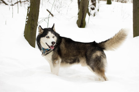 husky snow winter beautiful proud animal wild dog wolfの写真素材