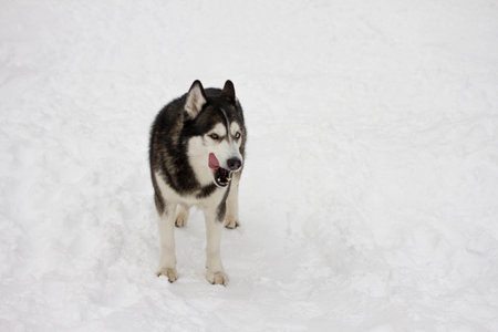 husky licked the snow in winter, beautiful proud animal wild dogの写真素材