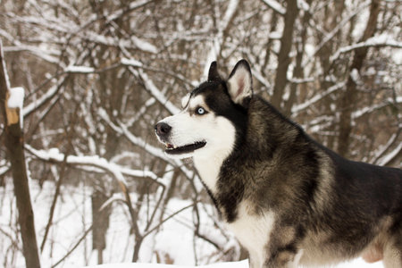 husky snow winter beautiful proud animal wild dog wolfの写真素材