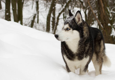 husky snow winter beautiful proud animal wild dog wolfの写真素材