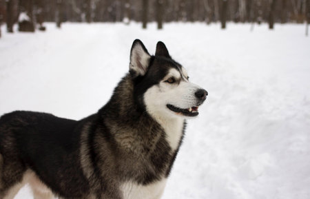 husky snow winter beautiful proud animal wild dog wolfの写真素材