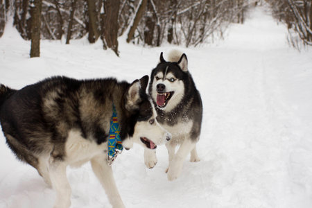 angry aggressive husky snow winter beautiful proud animal wild dog wolfの写真素材
