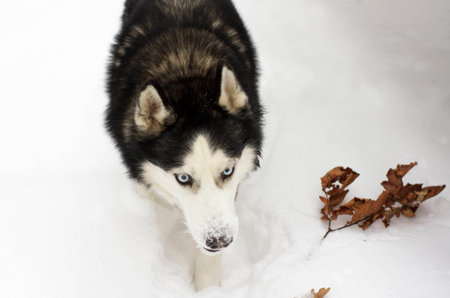 husky snow winter beautiful proud animal wild dog wolfの写真素材