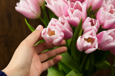 tulips flowers pink gift beautiful nature plant freshの写真素材