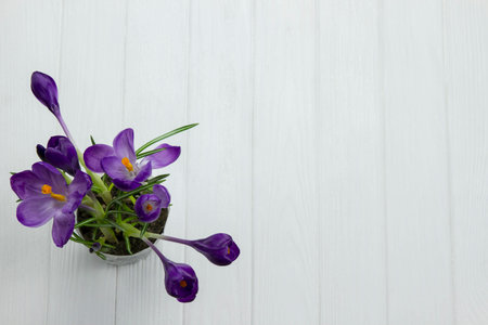 purple flower Crocus are green leaves white wooden backgroundの写真素材