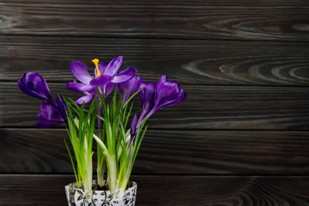 purple flower Crocus in the pot leaves black wooden backgroundの写真素材