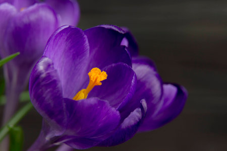 purple flower Crocus in the pot leaves black wooden backgroundの写真素材