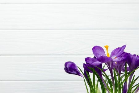 purple flower Crocus are green leaves white wooden backgroundの写真素材