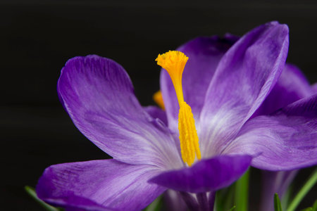purple flower Crocus in the pot leaves black wooden backgroundの写真素材