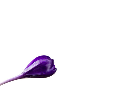 isolated purple flower Crocus in the pot leaves are green leaves wooden backgroundの写真素材