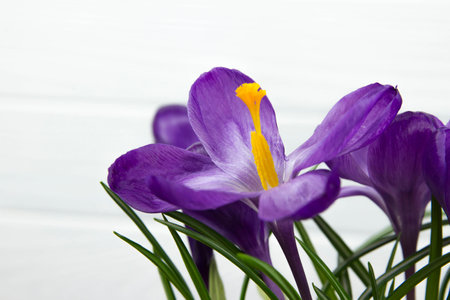 purple flower Crocus are green leaves white wooden backgroundの写真素材