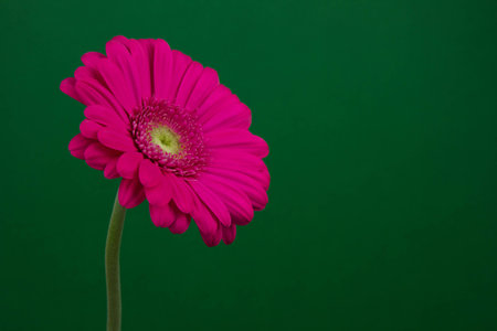 pink flower gerbera is a delicate natural fragrant beautiful blossomsの写真素材