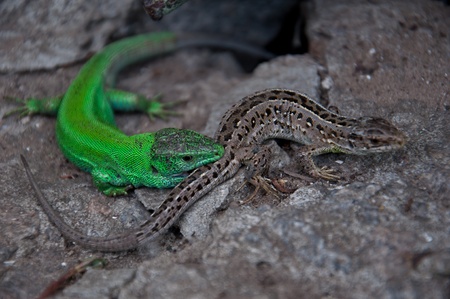 Two lizards lie on the stone.の写真素材