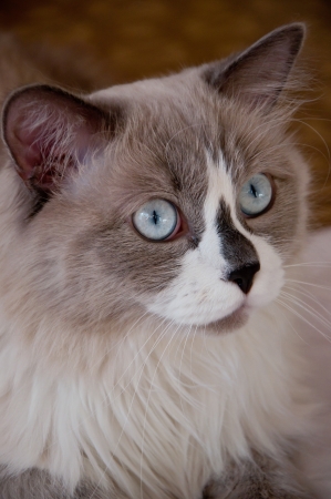 Cat face close-upの写真素材