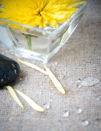 Still life with chrysanthemum flower with black stones  Spa concept の写真素材