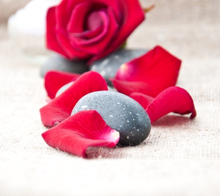 Spa stones and rose petals on a light backgroundの写真素材