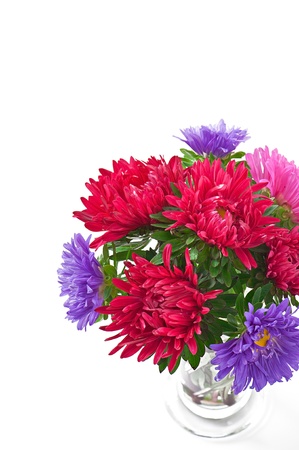 aster flowers isolated on white backgroundの写真素材