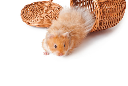 hamster in a basket isolated on a white backgroundの写真素材