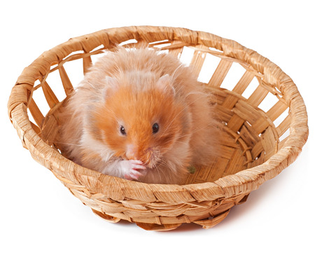 hamster in a basket isolated on a white backgroundの写真素材