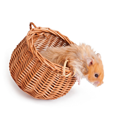 hamster in a basket isolated on a white backgroundの写真素材