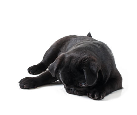 Young black dog pug posing on white backgroundの写真素材