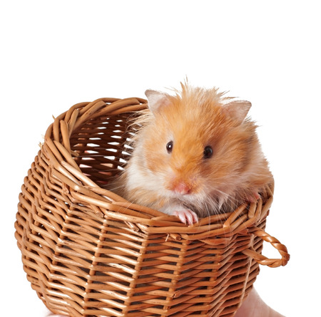 Hamster in a basket isolated on a white backgroundの写真素材