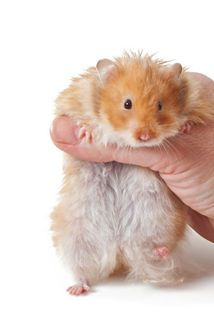 Hamster in hand isolated on white backgroundの写真素材