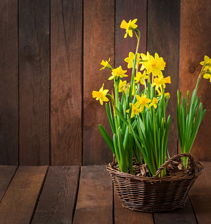 Flowers on a dark wooden backgroundの写真素材