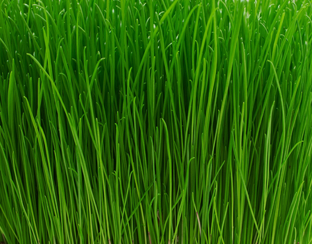 Juicy young green grass texture backgroundの写真素材