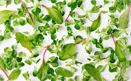 Salad leaves Valerianella on white background. View from above.の写真素材