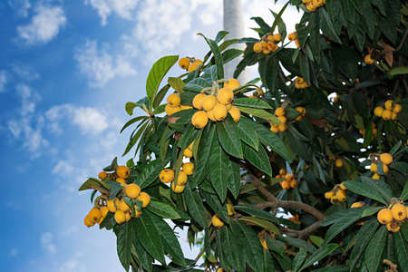 Medlar fruits ripening on the tree, also known as japanese loquat against the blue sky.