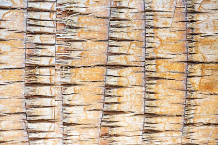 Texture of palm tree bark. Beautiful bark pattern. close-up. background texture