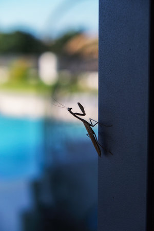 Mantis religiosa or praying mantis is an animal belonging to the order Mantodeaの写真素材