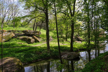 Deep in the park.の写真素材