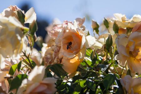 Bees buzzing around yellow roses 5
