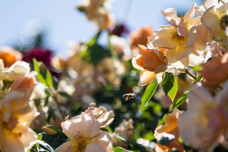 Bees buzzing around yellow roses 4の写真素材