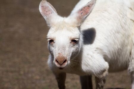 Young albino Kangaroo in the sunの写真素材