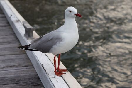 Seagull up closeの写真素材