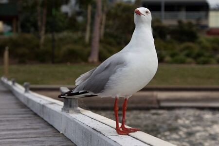 Seagull up closeの写真素材