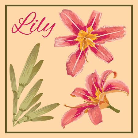 Lilies flower on bright background. Vector set of blooming floral for your design. Template for spring, greeting card, wedding invitations, greeting card.のイラスト素材