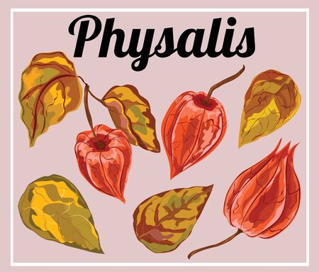 Physalis red flower vector template.のイラスト素材