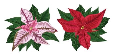 Poinsettia isolated. Christmas design composition. New Year hand drawn red flower template. Cover, party invitation, banner, greeting card. Winter holiday, floral ornament wreath. Vector star.のイラスト素材