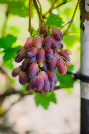 grapes on a background of green leavesの写真素材