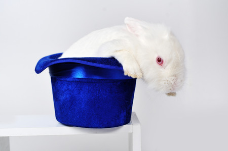 White rabbit in a blue hat on white background.の写真素材