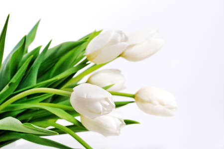 beautiful white tulips on bright background indoor.の写真素材