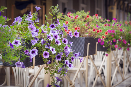 street flower decorationの写真素材